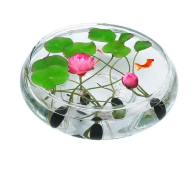 Bonsai Lotus Flower Seeds (Premium Quality from Karnataka)